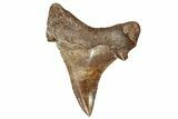 Serrated Fossil Sokolovi (Auriculatus) Tooth - South Carolina #338426-1